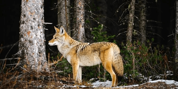 coyot-hunting-part-1