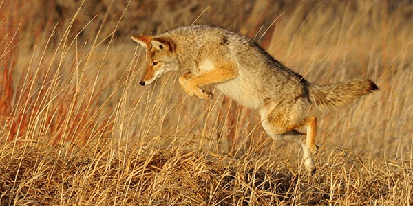 coyot-hunting-part-2