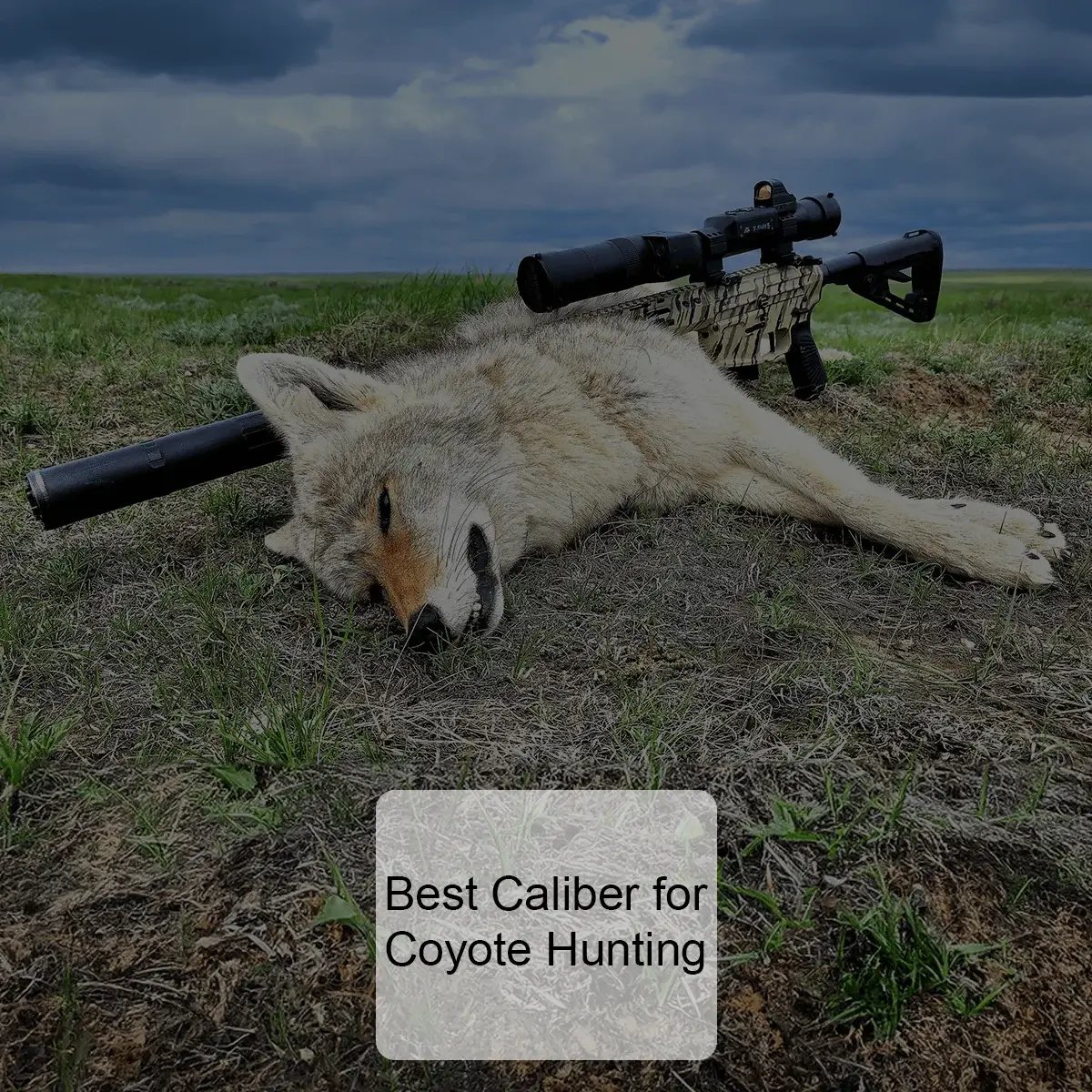 Best Caliber for Coyote Hunting