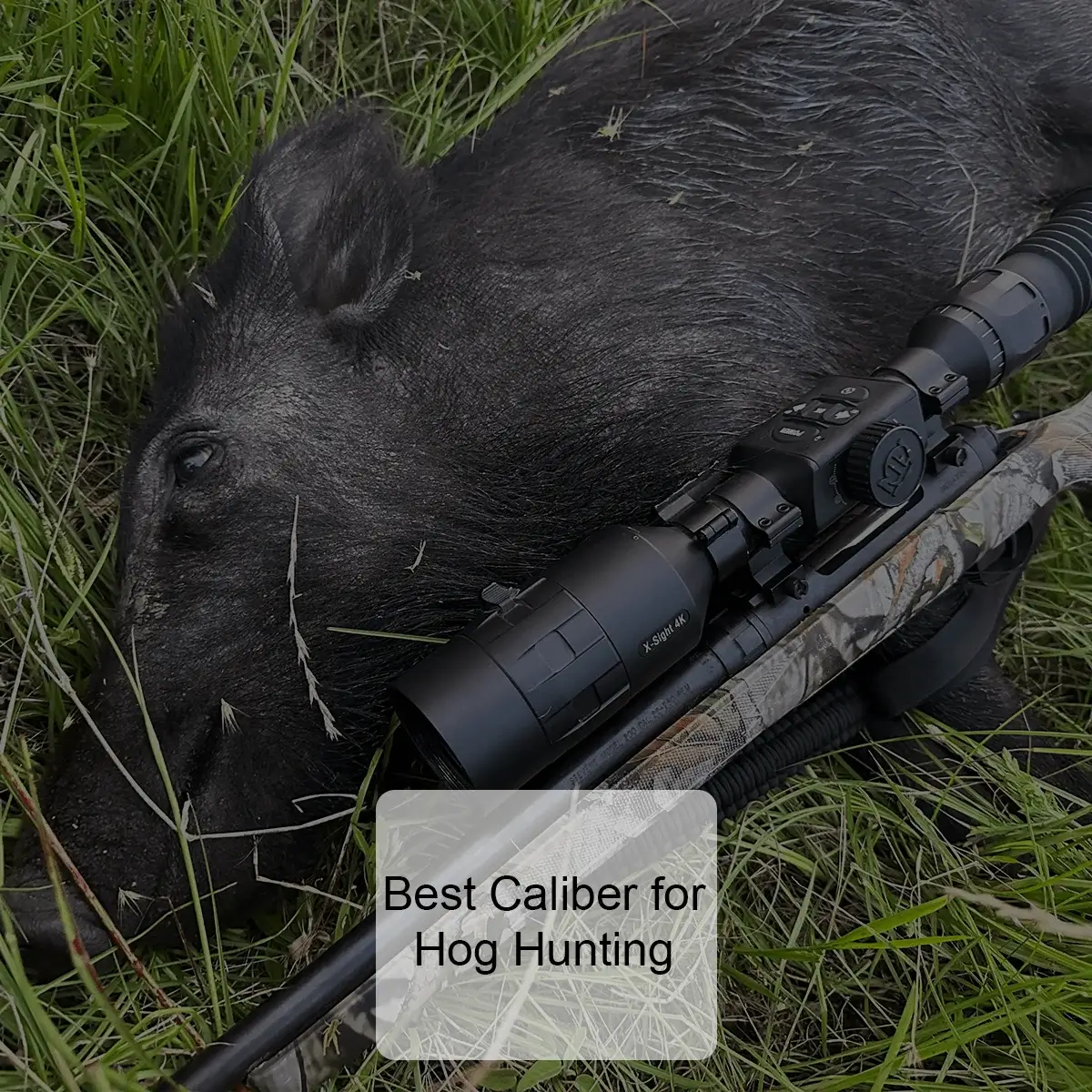 Best Caliber for Hog Hunting