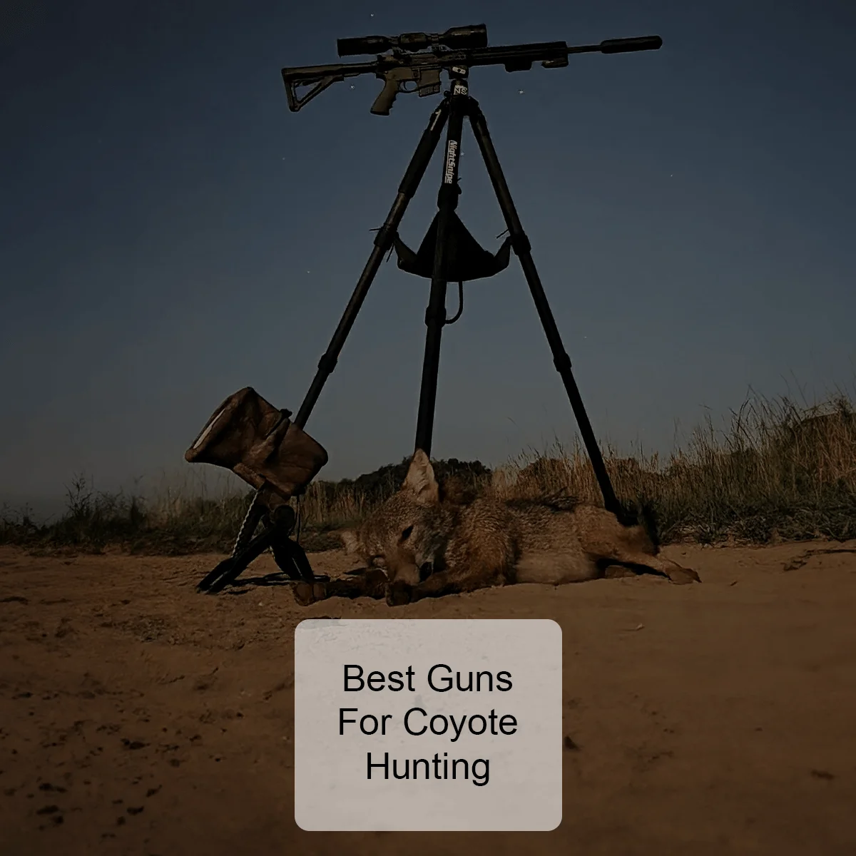 Best Guns for Coyote Hunting
