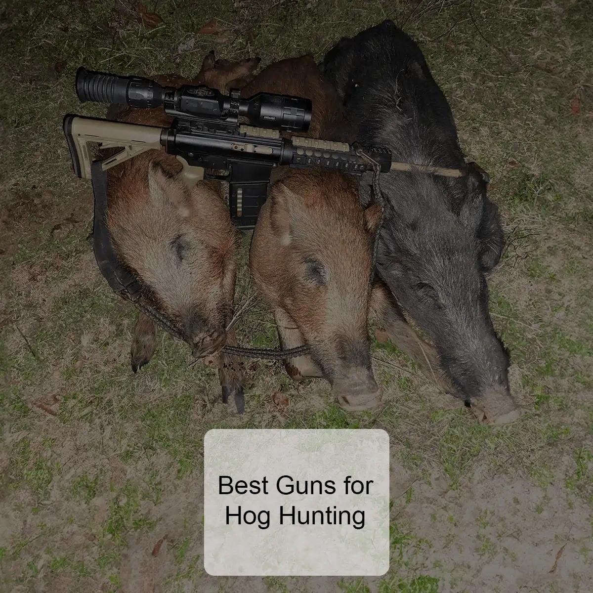 The Best Guns for Hog Hunting