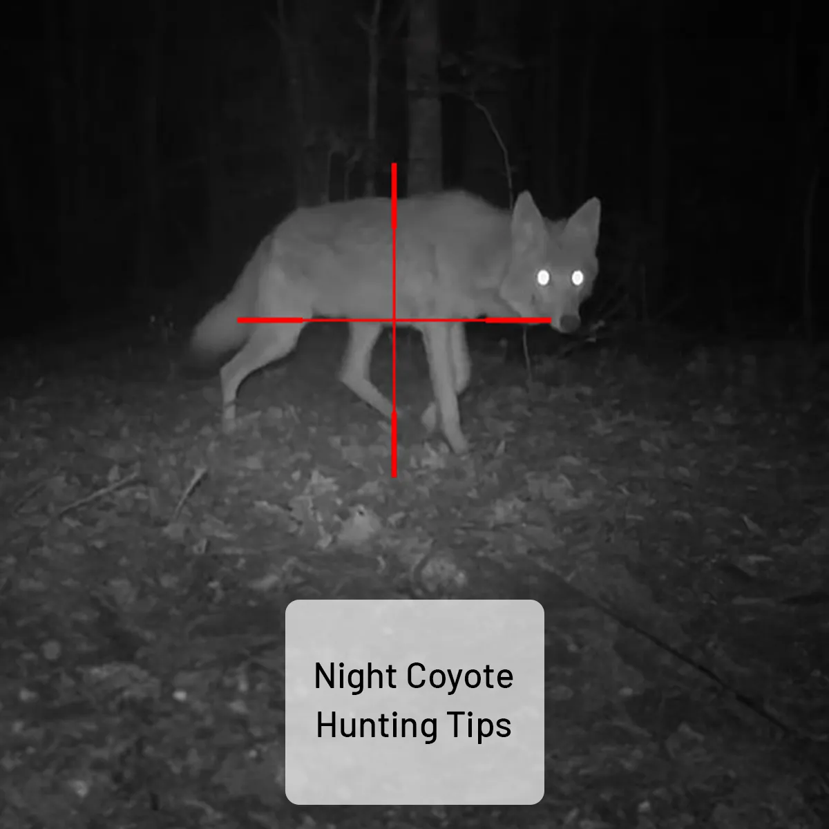 Coyote Night Hunting Tips
