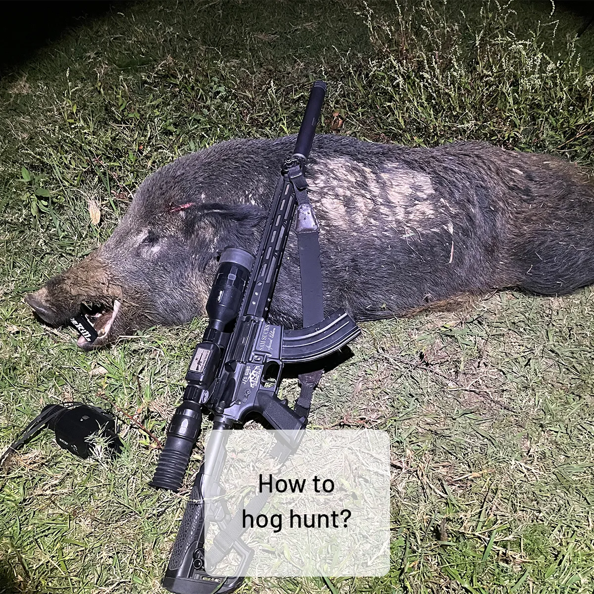 How to hog hunt?