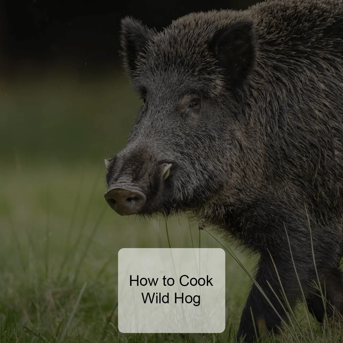 How To Cook Wild Hog?