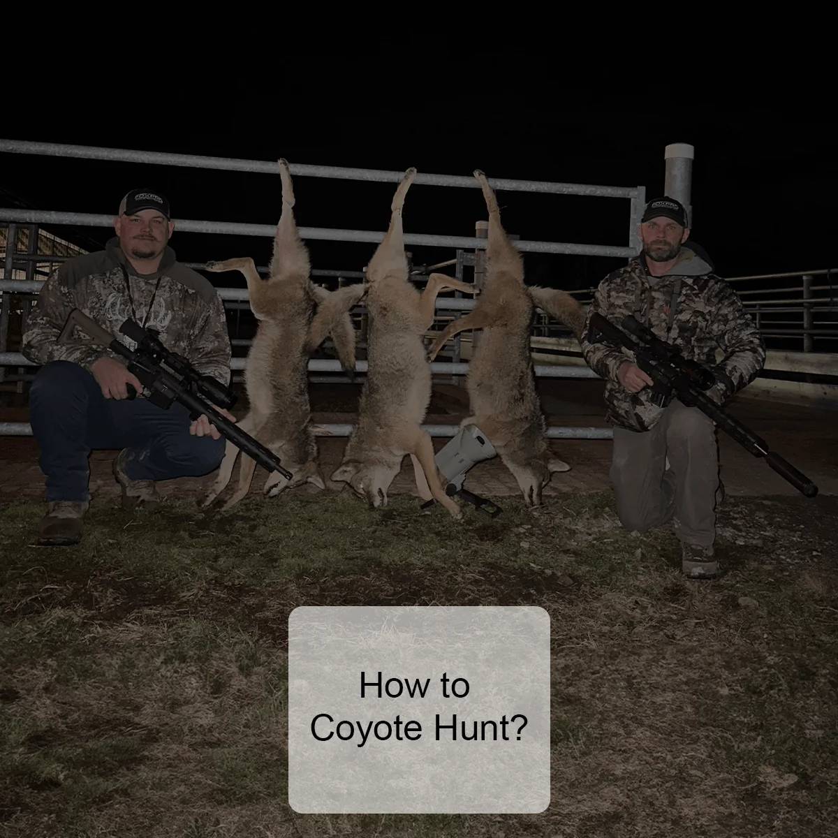 How to coyote hunt?