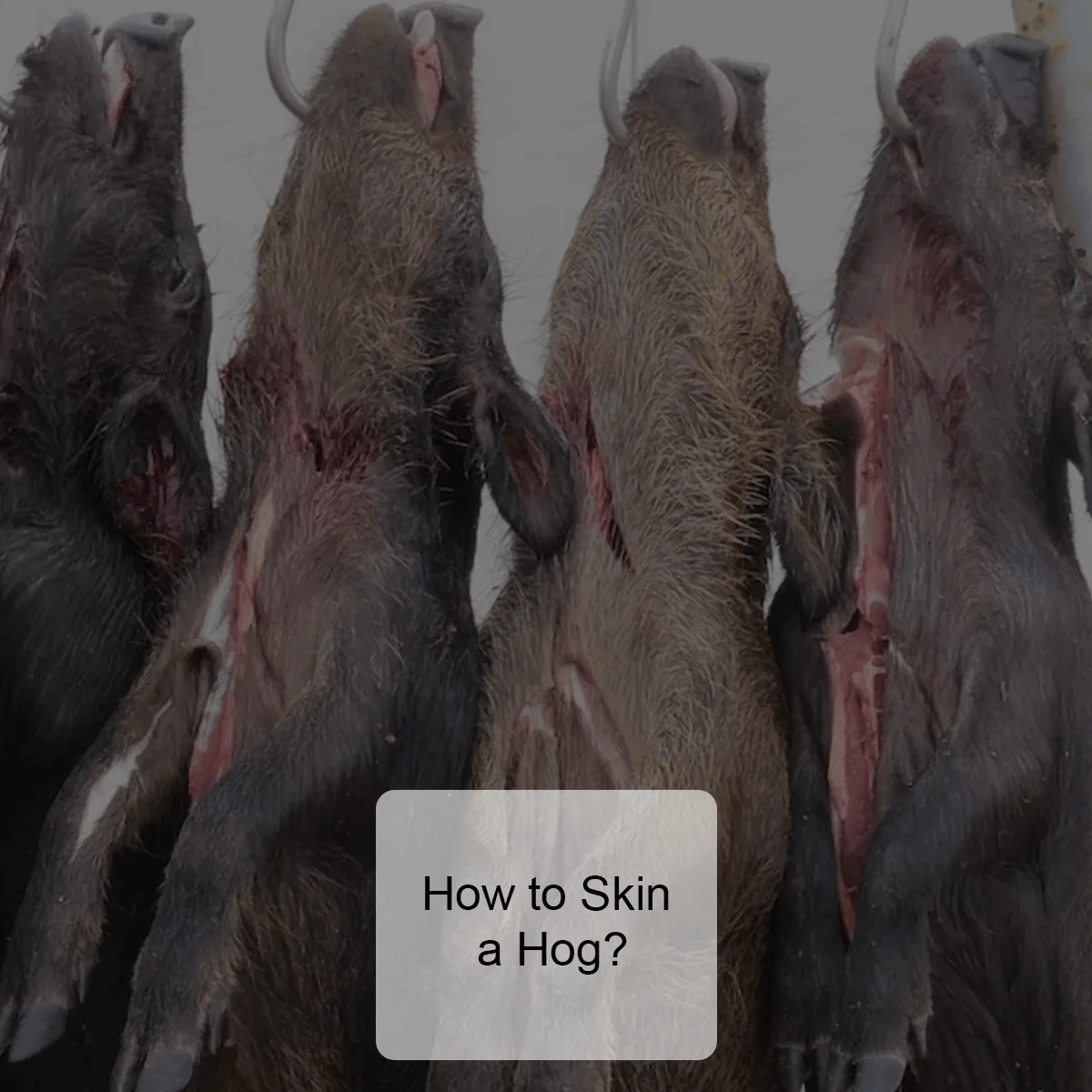 How to skin a hog?