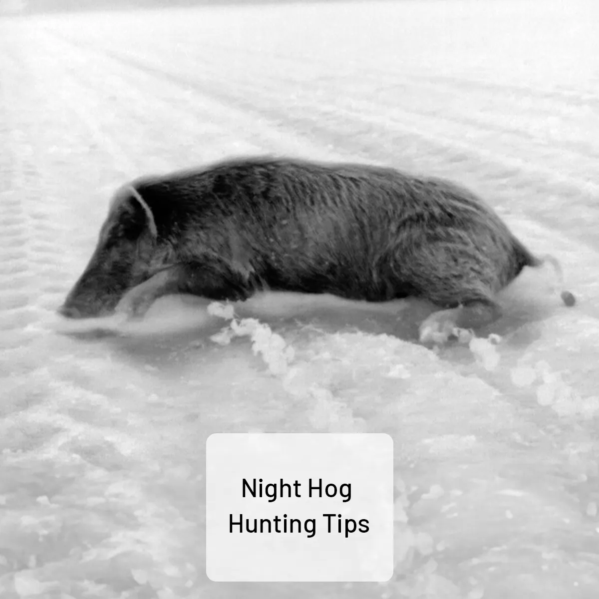 Night hog hunting tips