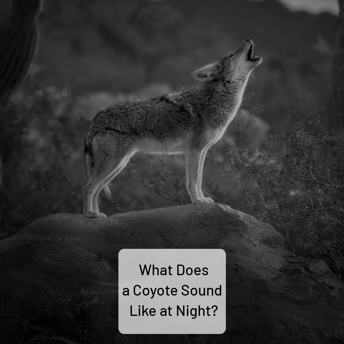 What does a coyote sound like at night?