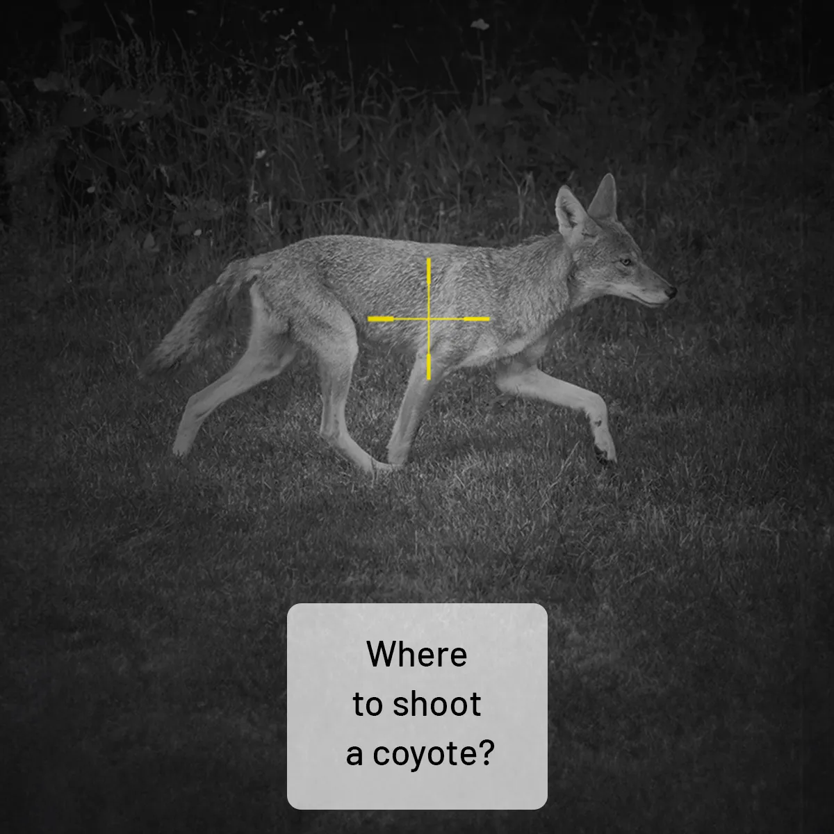 Where to shoot a coyote?