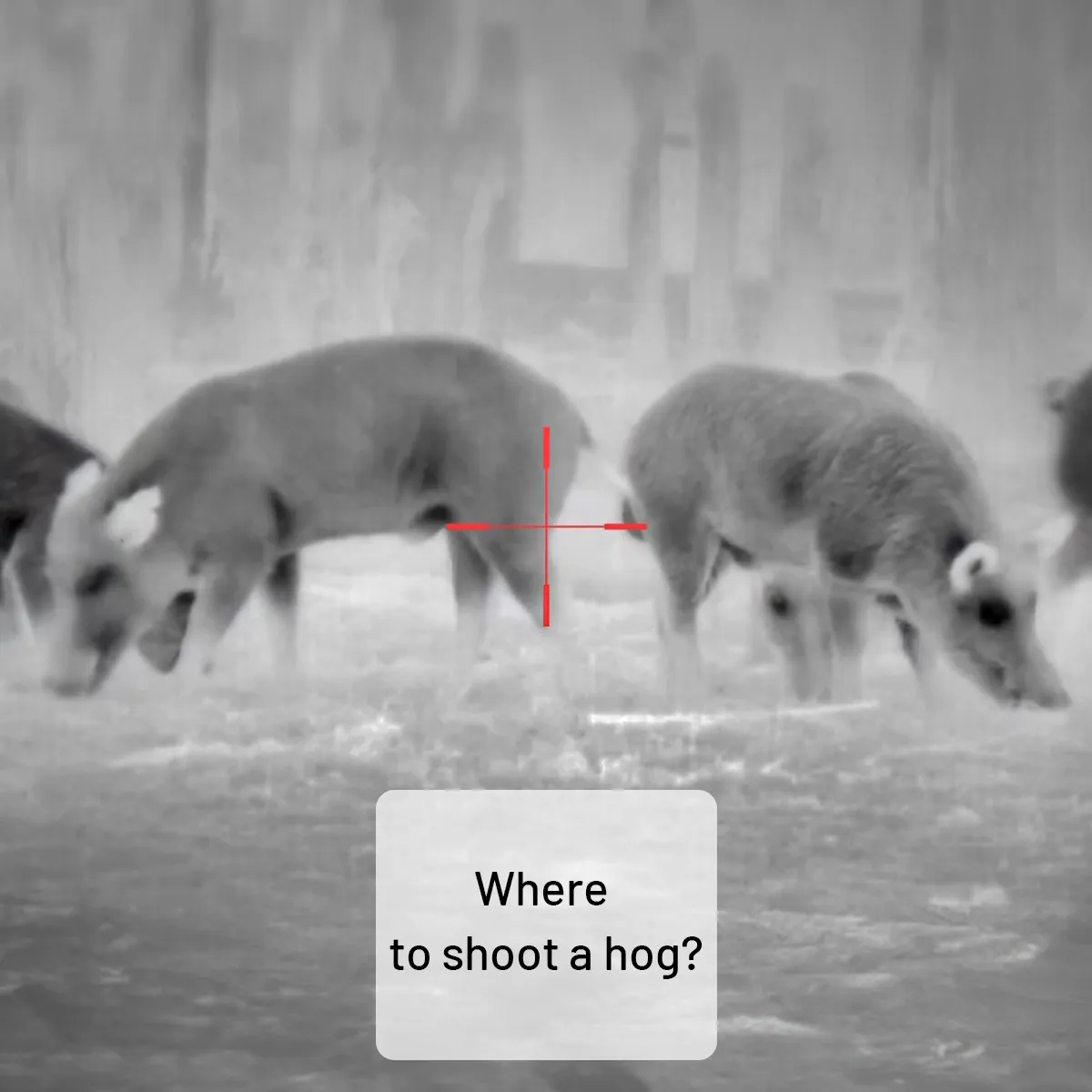 Where to shoot a hog?